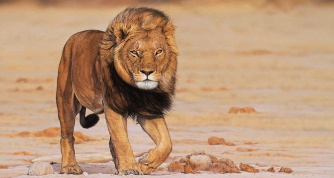 Sécheresse et conflits humains : les lions du désert menacés en Namibie 