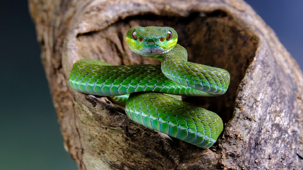 اكتشاف نوع جديد من الثعابين في تايلاند