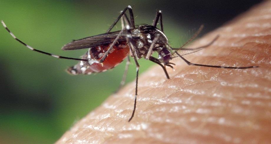 Côte d'Ivoire: alerte à la dengue après plusieurs cas signalés dans le district d'Abidjan