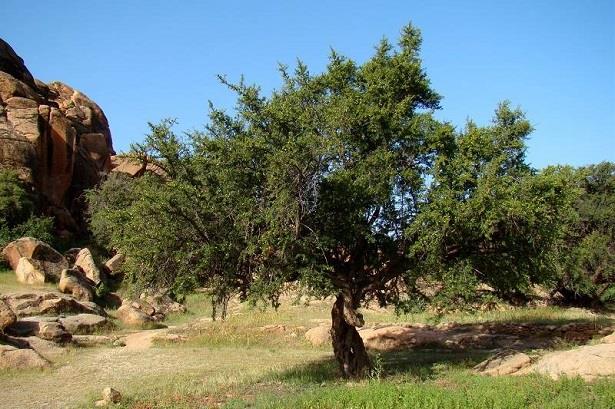 شجرة الأركان .. حزام أخضر ضد التصحر ومساهمة تنموية مستدامة
