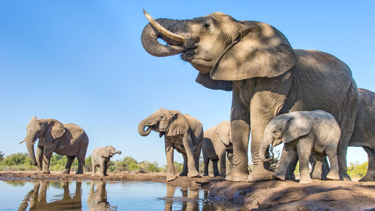 Sommet international sur les éléphants : Le Zimbabwe entame une campagne pour financer ses parcs 
