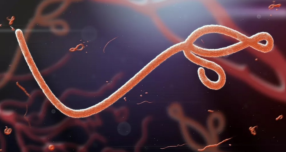 Ebola : les recommandations de l'OMS sur les traitements et les vaccins