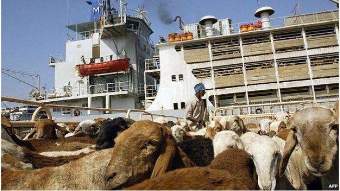 Soudan: plus de 15.000 moutons meurent noyés après le naufrage d'un navire