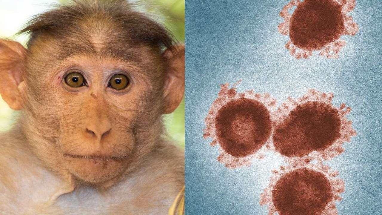اكتشاف حالة ثانية مصابة بجدري القرود في مصر
