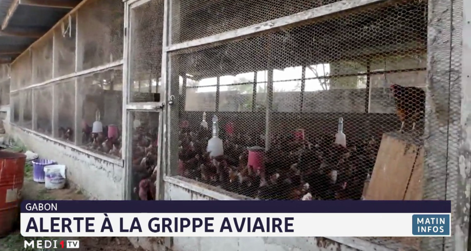 Gabon: alerte à la grippe aviaire