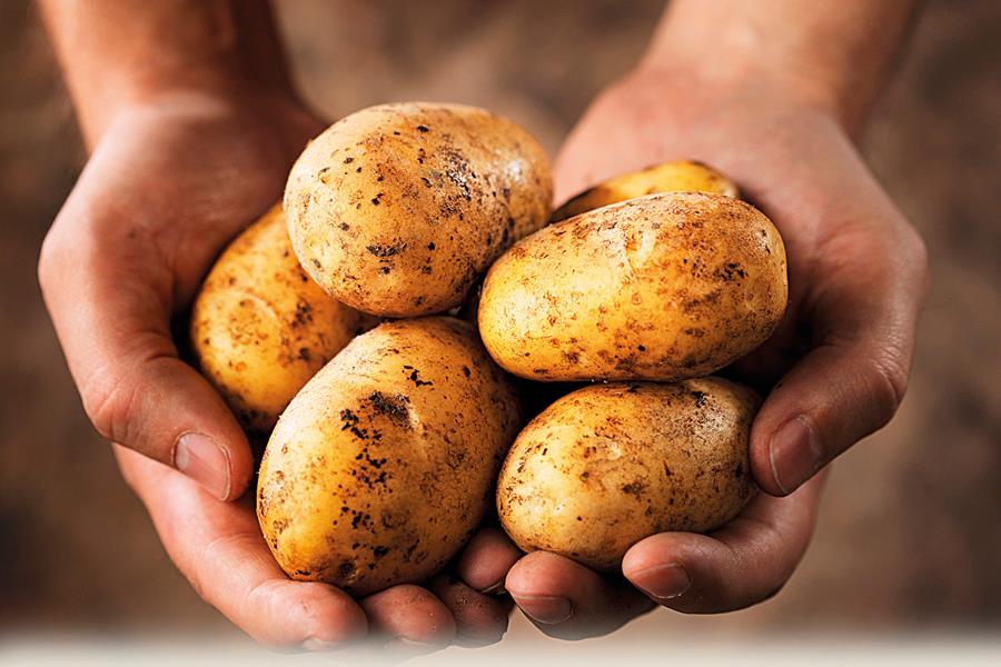 مصر تعتزم إنتاج الخبز من البطاطس