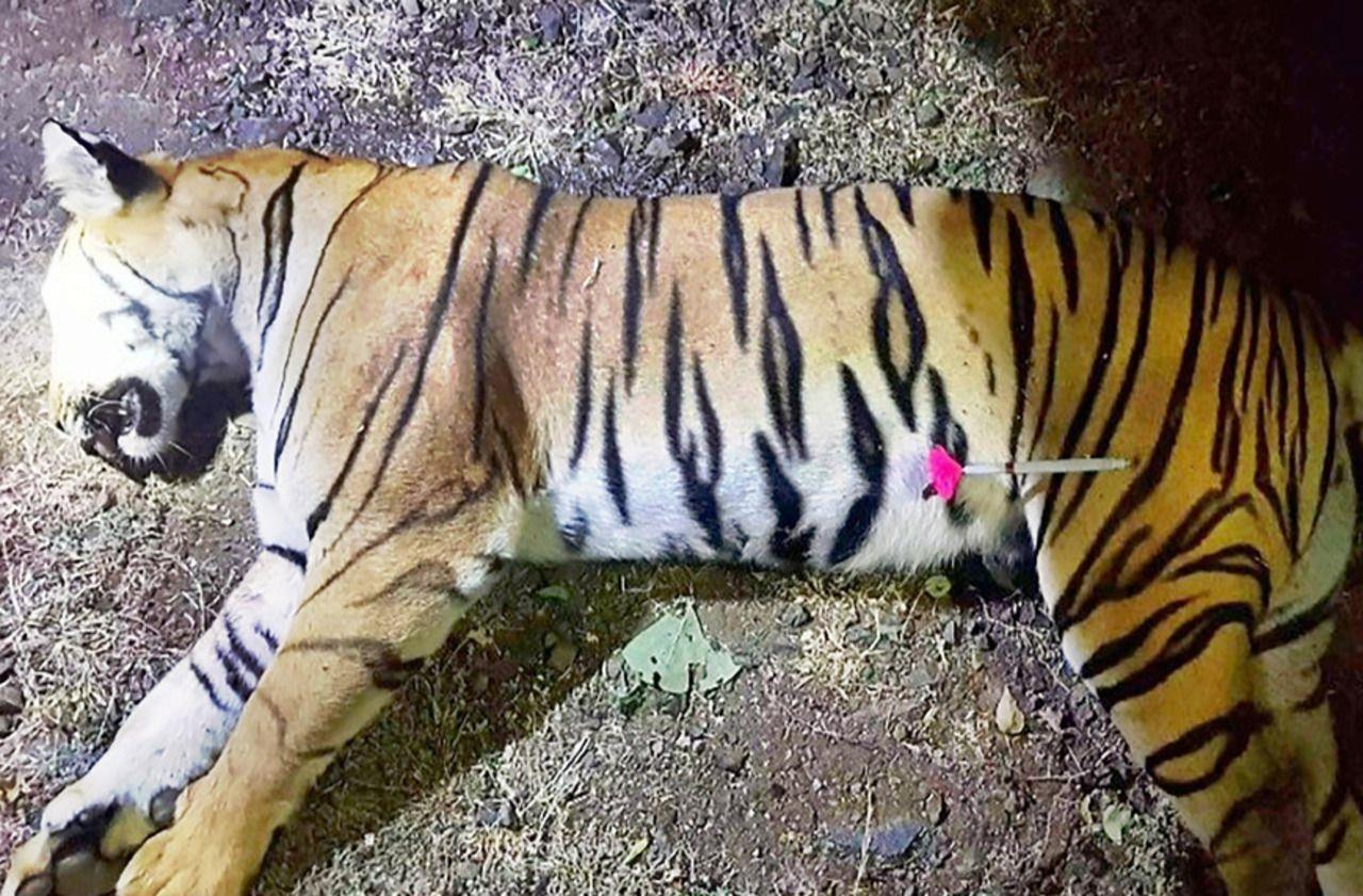 Inde: enquête après la mort de cinq tigres