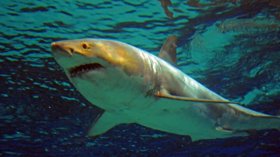 Deux femmes tuées par un requin en mer Rouge en Egypte


