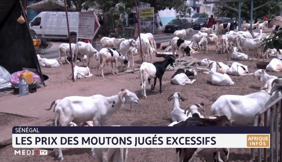 Sénégal: les prix des moutons jugés excessifs