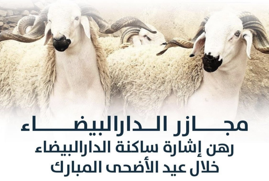 مجلس مدينة الدار البيضاء يوفر خدمة الإيواء والذبح 