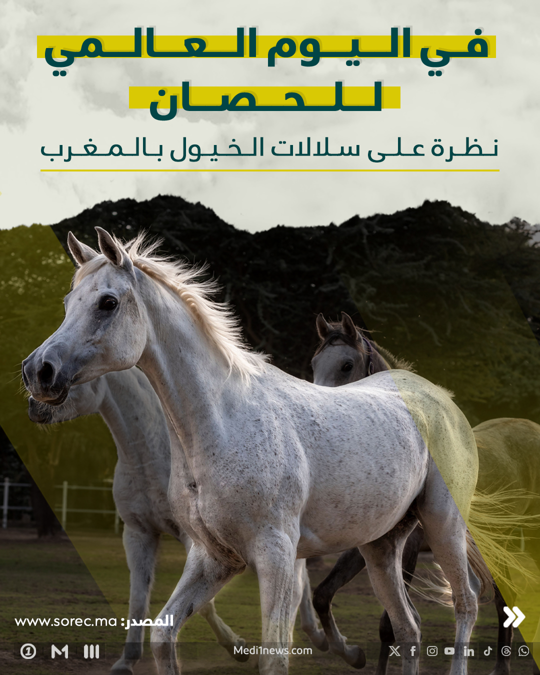 في اليوم العالمي للحصان   نظرة على سلالات الخيول بالمغرب