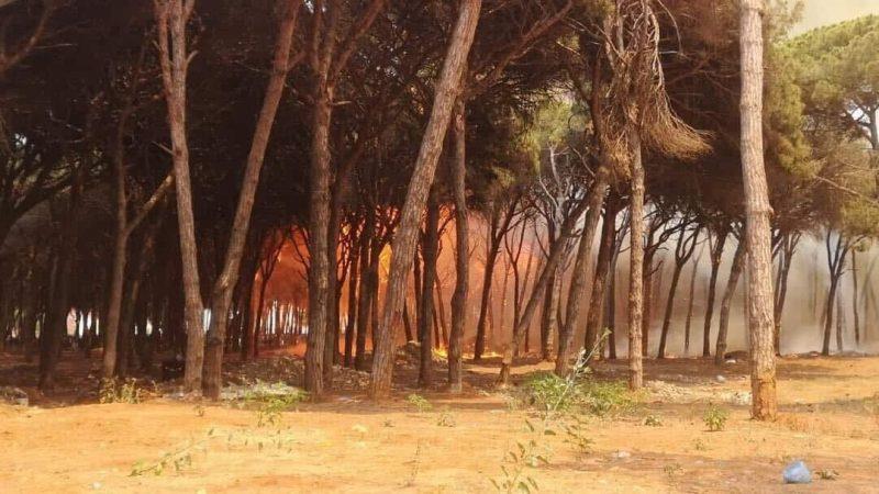 تاونات .. فرق عمليات إخماد حريق غابة "خندق تسيانة" تمكنت من تحويط بؤر النيران
