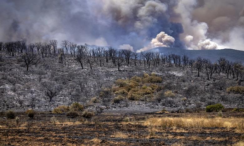 Province de Larache: l'incendie de la forêt "Beni Ysef Al-Srif" circonscrit à 50%