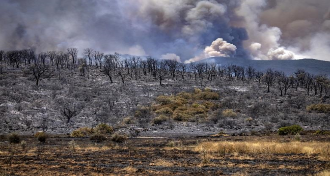Larache: L'incendie à la forêt de Bni Ysef Al-Srif maîtrisé à hauteur de 70 pc, 169 habitations endommagées (sources locales)