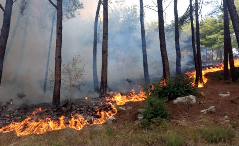 السيطرة على حريق بغابة "ظهر بنعمر" بإقليم بنسليمان