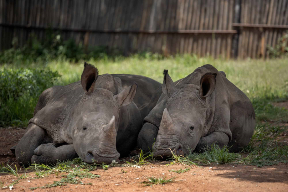 الصيد الجائر يهدد وحيد القرن بالانقراض