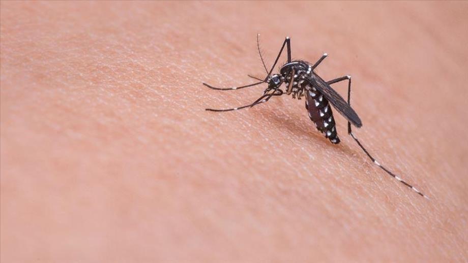 Virus du Nil occidental en Italie: 173 cas confirmés, 11 décès depuis début 2025