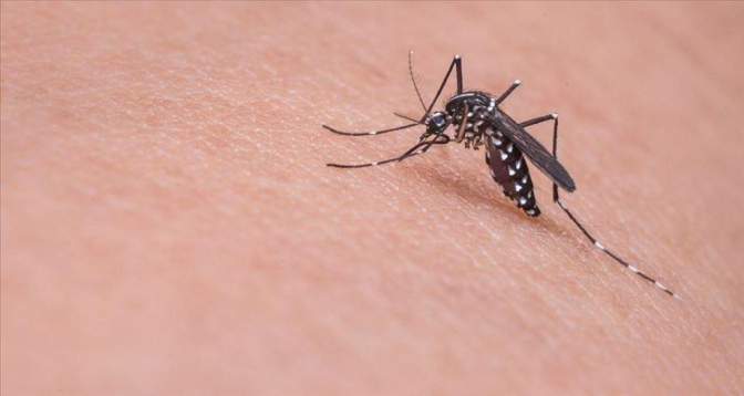 Virus du Nil occidental en Italie: 173 cas confirmés, 11 décès depuis début 2025
