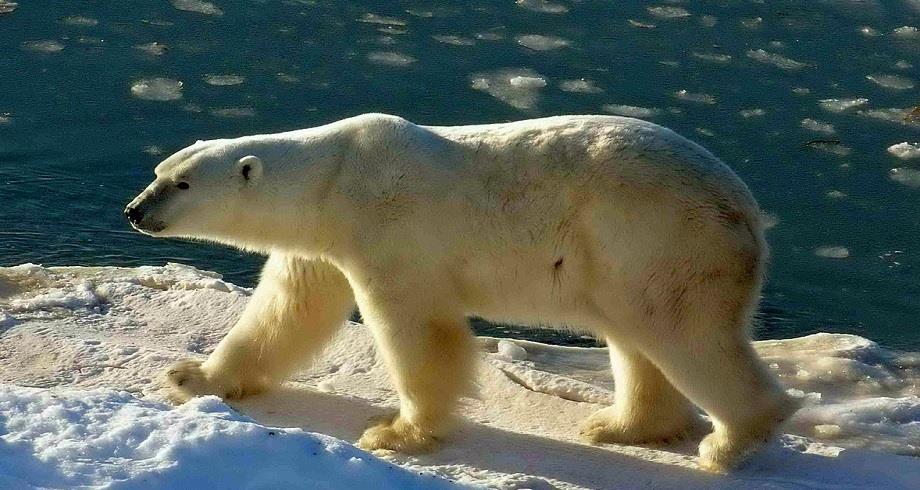 Svalbard : une touriste française blessée par un ours polaire