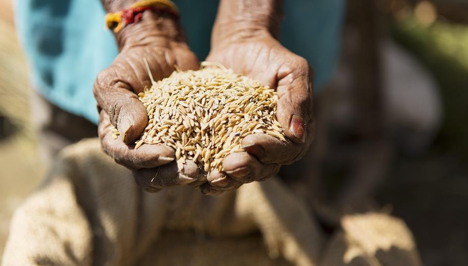 بعد تدهور المحصول .. الهند تتجه إلى حظر تصدير الأرز 