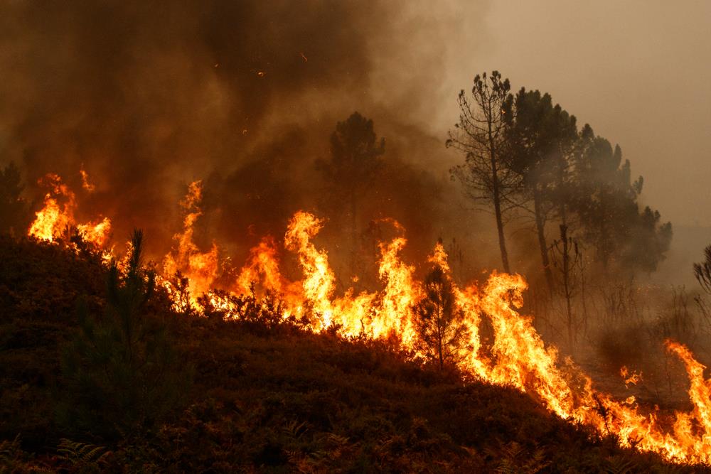 Feu de forêt à M'diq-Fnideq : 3 éléments de la Protection civile décédés