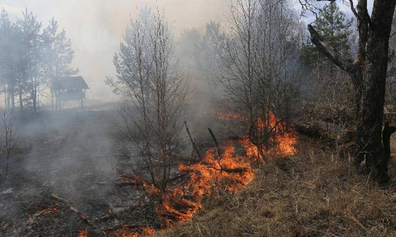 Feu de forêt à M´diq-Fnideq : arrestation de quatre individus soupçonnés d'avoir délibérément déclenché l'incendie 