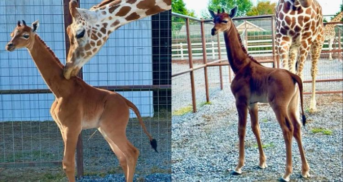 USA: naissance rarissime d'une girafe sans tâches 
