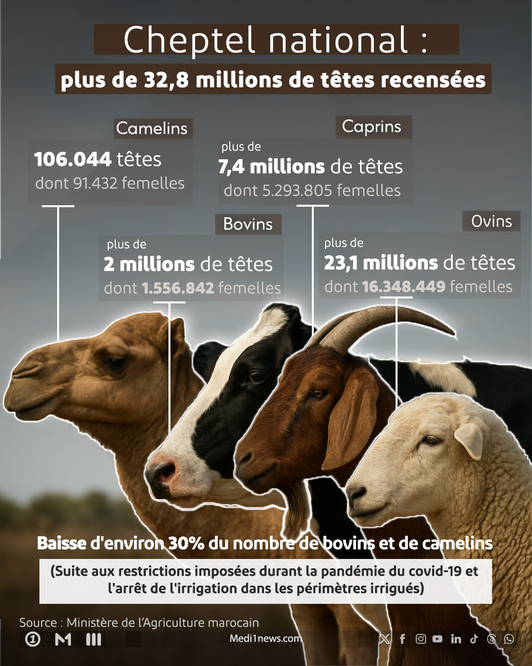 Cheptel national: Plus de 32,8 millions de têtes recensées