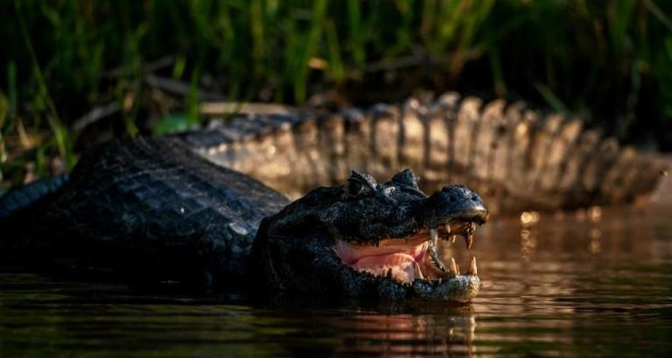 Attaqué par un crocodile, un Australien s'en sort grâce à son couteau de poche