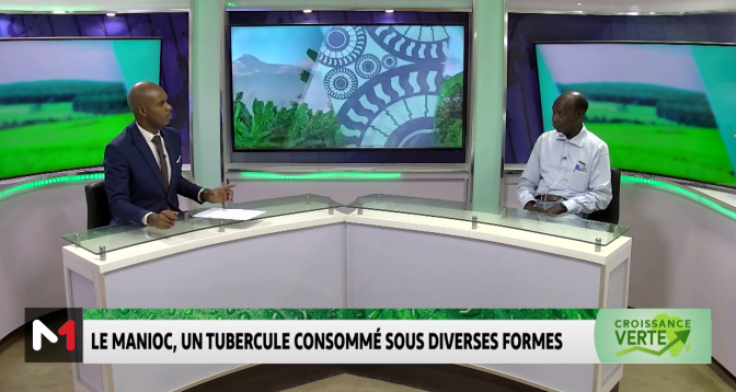 CROISSANCE VERTE > #CroissanceVerte : Le Manioc, un tubercule consommé sous diverses formes