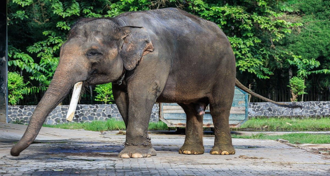 Un éléphanteau meurt après une blessure à la trompe dans un piège en Indonésie