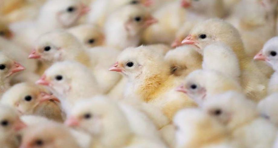 Grippe aviaire: 16 millions de volailles abattues en France